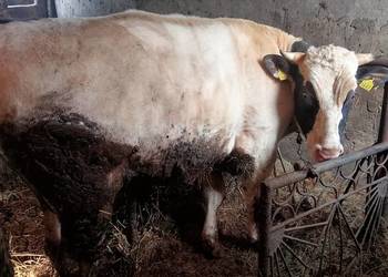 Byk opas do dalszej hodowli