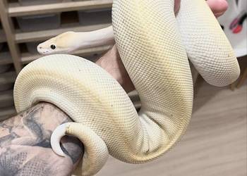 Biały pyton królewski Champagne Lesser het Pied