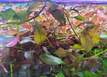 Ludwigia czerwona roślina akwariowa.