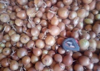 Cebula BIO