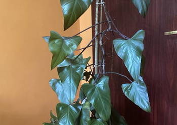 Piękny filodendron Philodendron King of Spades bordowy 180 cm Krk