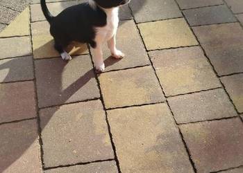 Suczka Chihuahua szuka kochającego domu!