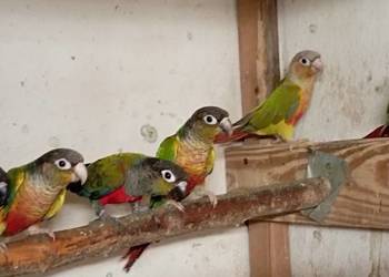 Rudosterki zielonolice