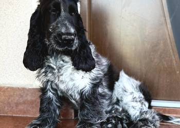 Szczeniak piesek cocker spaniel angielski nauczony czystości