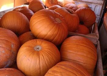 Dynia premium halloween kaliber 4-10kg