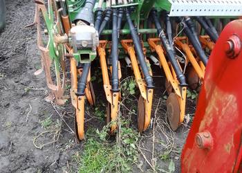 Redlica talerzowa amazone