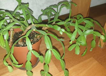 Grudnik lub wielkanocnik, stara odmiana, rozpiętość ponad 50cm