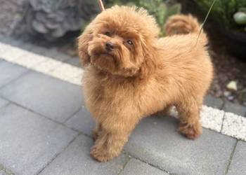 Pudel Toy piesek
