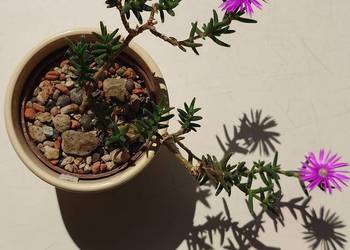 Trichodiadema bulbosum kwitnie oryginalny sukulent z kolekcji