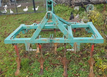 Gruber ścierniskowy