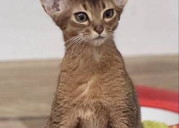 Kocięta abisyńskie, kociak