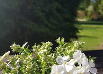 Floks Biały szydlasty