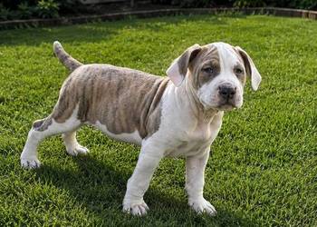 SZCZENIAKI Amstaff