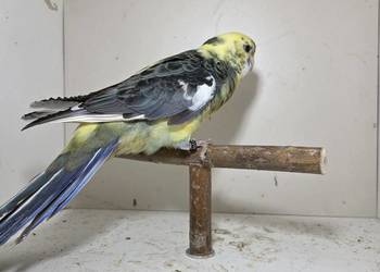 Rozella królewska samica