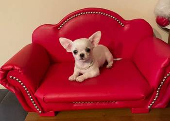 Chihuahua śliczny biały piesek