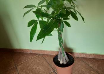 Pachira wodna zwana też drzewkiem pieniężnym, h 80 cm, doniczka 2 l