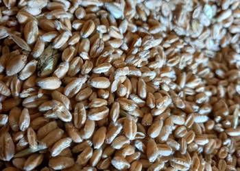 Pszenica ozima spencer Pszenica ozima spencer