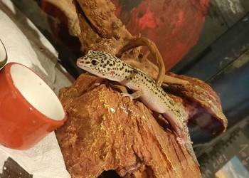 Oswojone samice gekona lamparciego