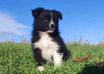 Cudny Pies GROSZEK - BORDER COLLIE z pełną dok. super rodzice - przebadani
