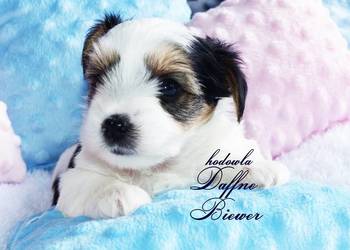 York Biewer Yorkshire Terrier