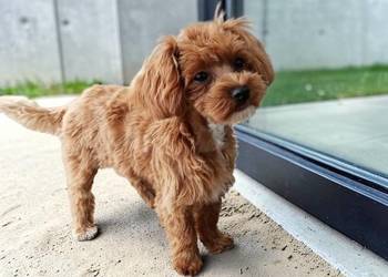 Suczka Maltipoo