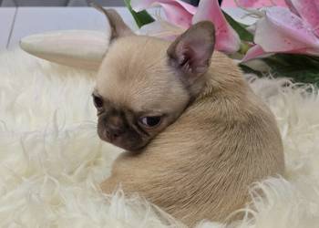 Chihuahua Biszkoptowy *** XXS ***