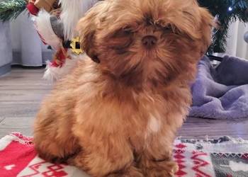 Piękny Shih Tzu