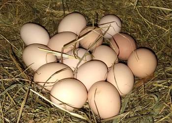 Jajka kurze z wolnego wybiegu