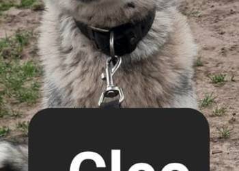 Suczki rasy syberian husky
