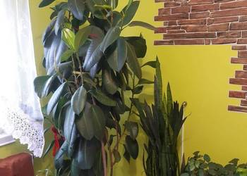 Fikus elastica Robusta 230 cm