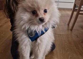 Szpic miniaturowy kremowy