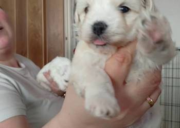 Piękny Maltańczyk z rodowodem