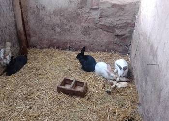 Samice zakocone sztuk 95 zł polecam