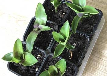 Złoty wąs Callisia Fragrans domowa uprawa