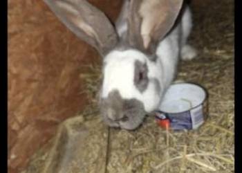 Królik srokacz niebieski samica