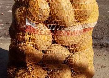 Ziemniaki jadalne Soraya 100 woreczków