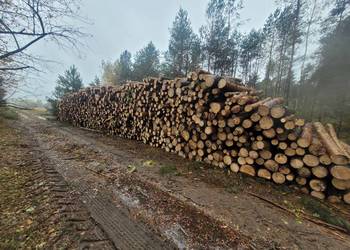 Opałowe drewno sosna,brzoza,osika