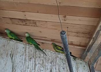 Sprzedam papugi Barabandy