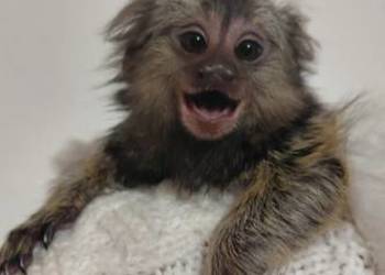 Małpki marmozetki
