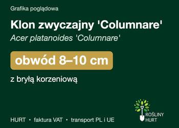 Klon zwyczajny 'Columnare' obwód 8-10 cm, z bryłą – HURT