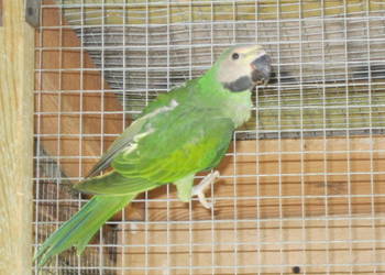 Alekandretty Rożowopiere z 25r.