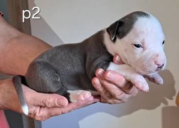 Amstaff zkwp fci BLUE piesek