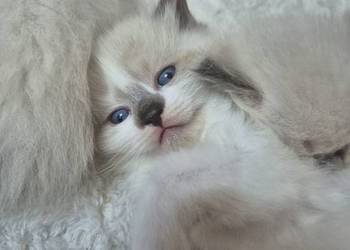 Kocięta Ragdoll Rodowód,  wyprawka