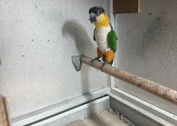 Barwinka czarnogłowa