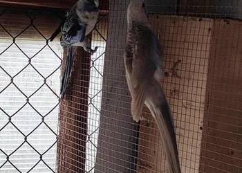 Sprzedam rozelle królewskie