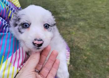 Piękne szczeniaki rasy Border Collie