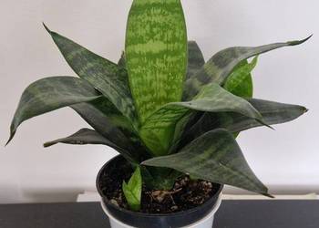 Kwiat domowy Sansewieria wężownica produkuje tlen