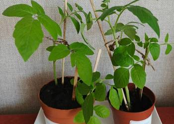 Sadzonki pomidorów Bio