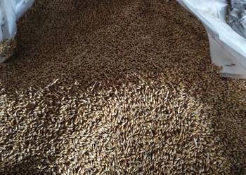 Sprzedam jęczmień jary