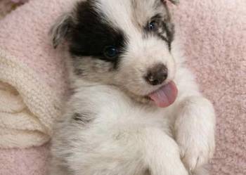 Border Collie szczeniak pies